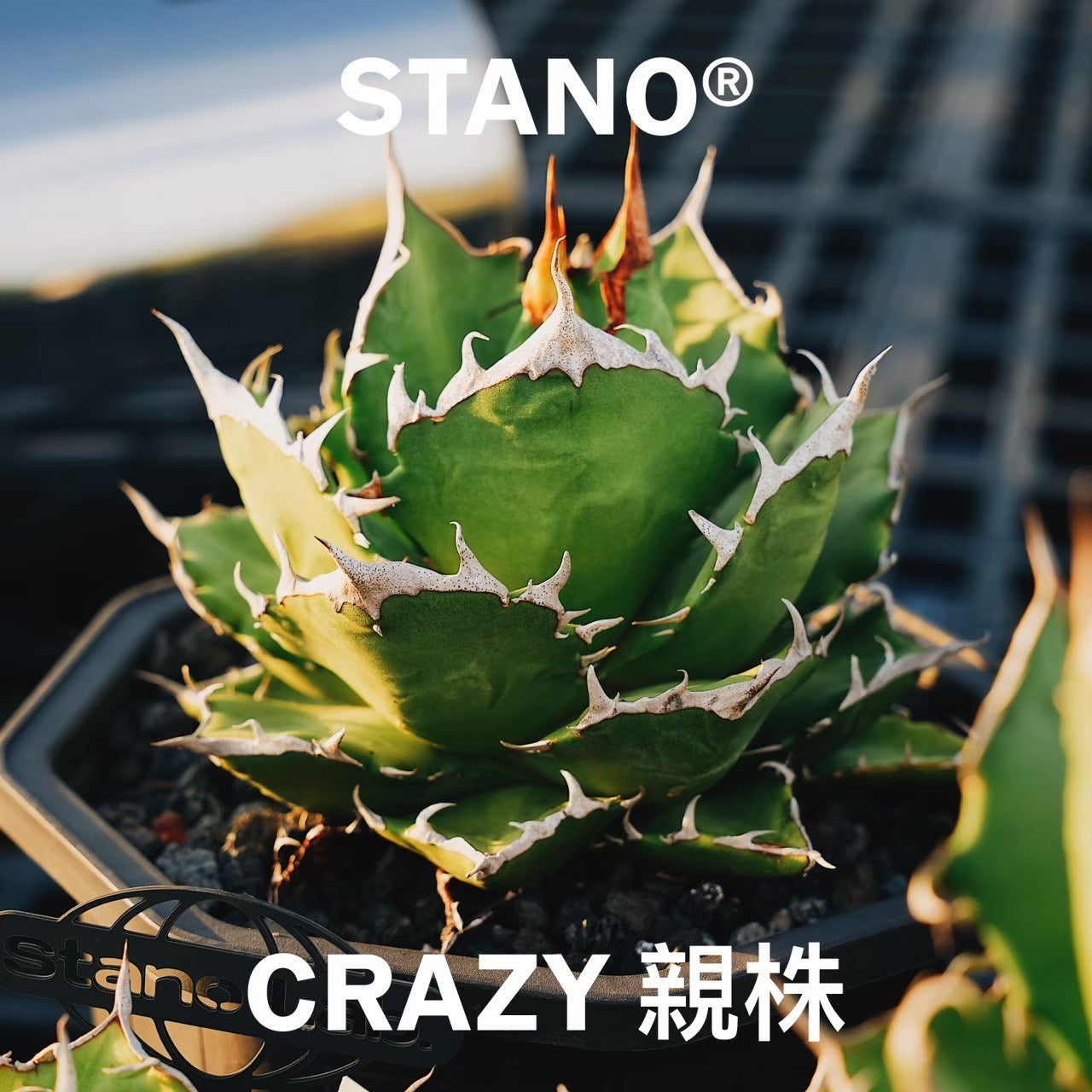 【Stano.Lab】<br>アガベ チタノタ<br> 'クレージー' GT-10