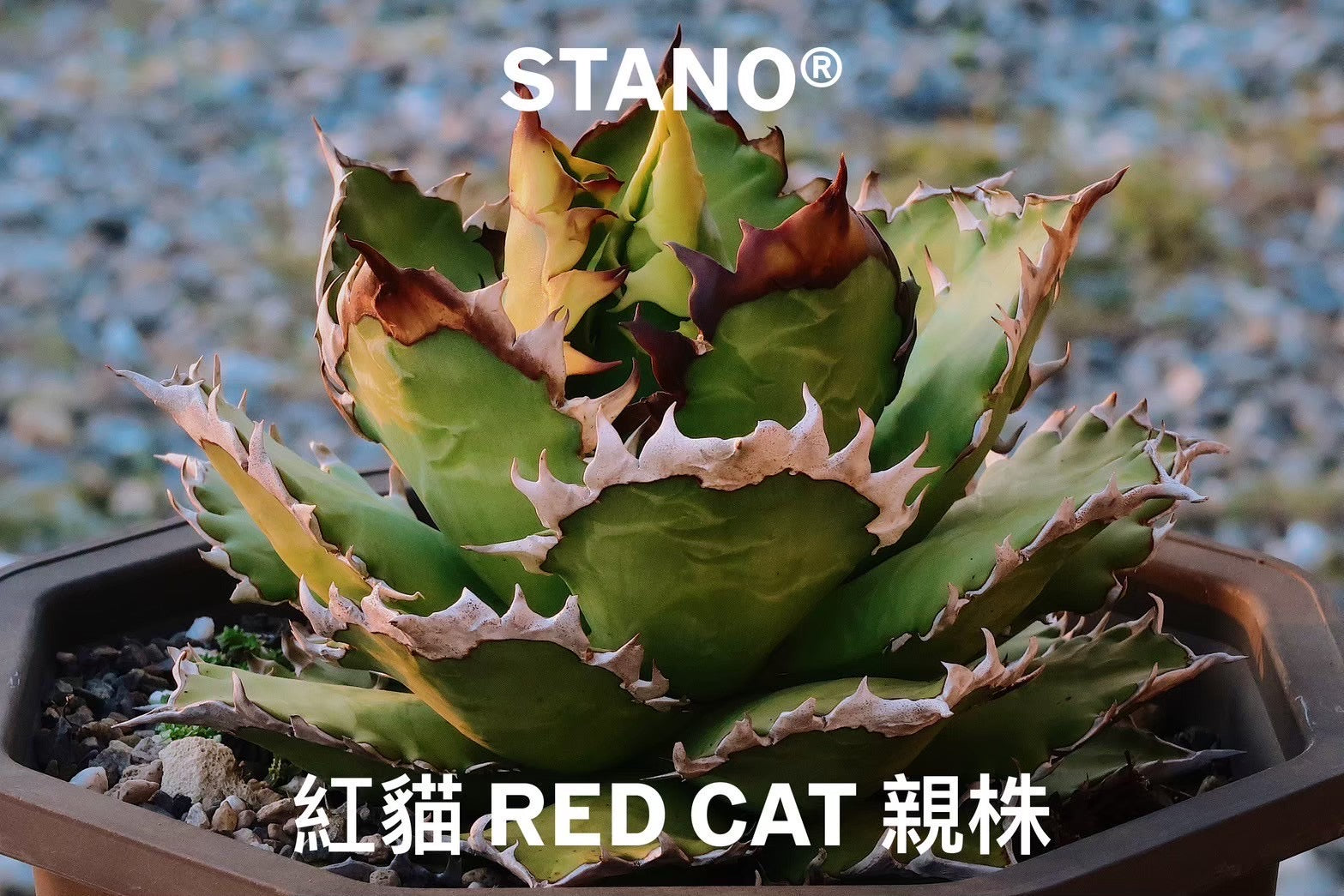【Stano.Lab】<br>アガベ チタノタ<br> 'レッド　キャッツ' GT-13