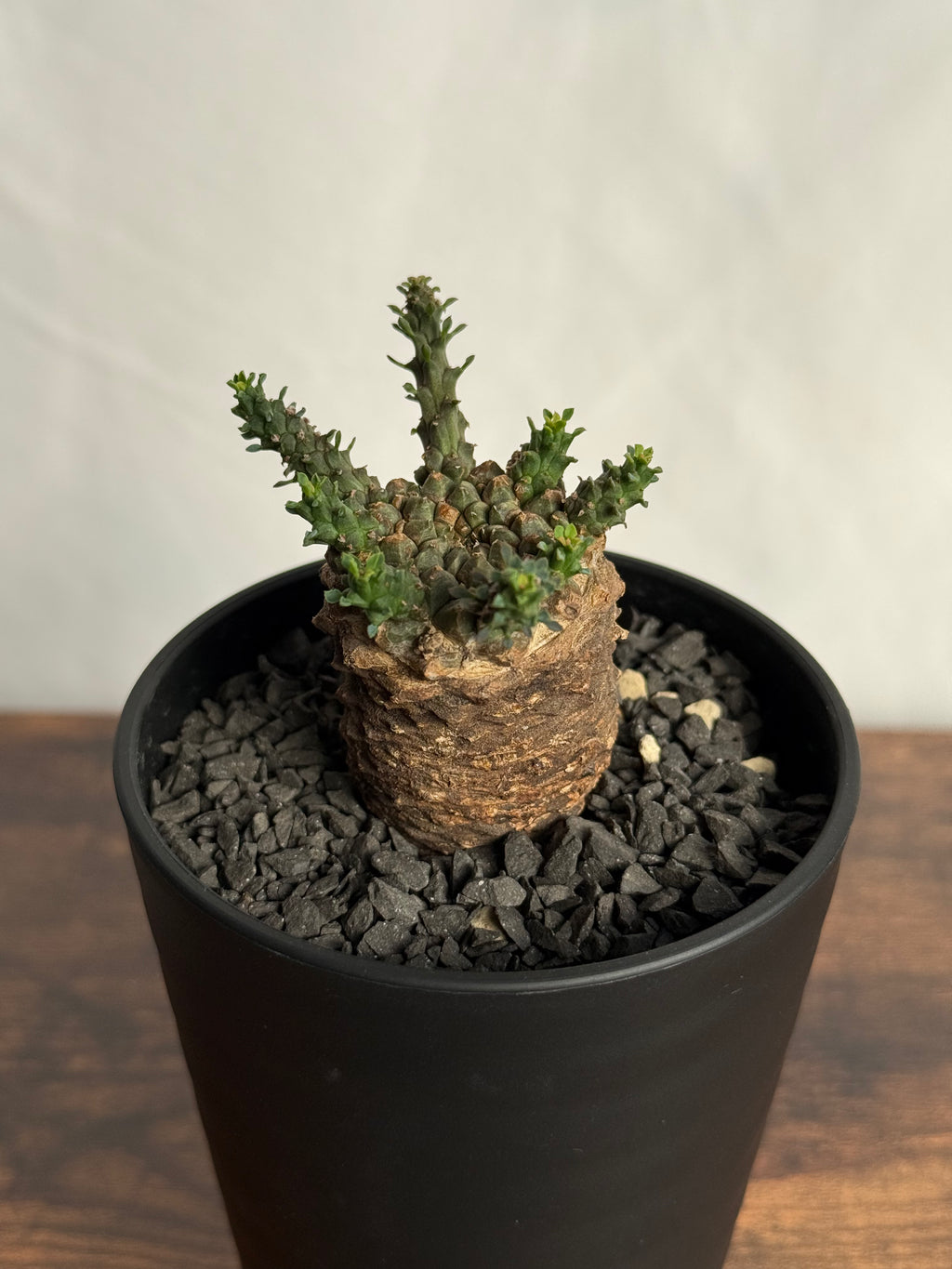 【発根済】ユーフォルビア・ガトベルゲンシス 鷲卵丸 C6