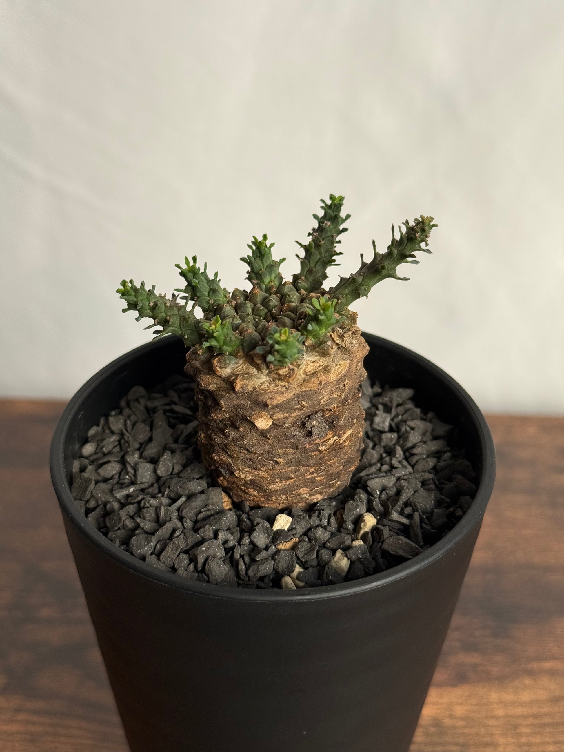 【発根済】ユーフォルビア・ガトベルゲンシス 鷲卵丸 C6