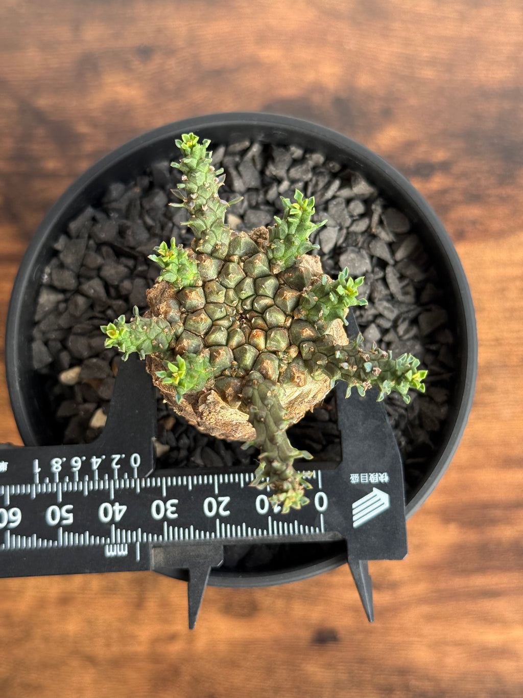 【発根済】ユーフォルビア・ガトベルゲンシス 鷲卵丸 C6