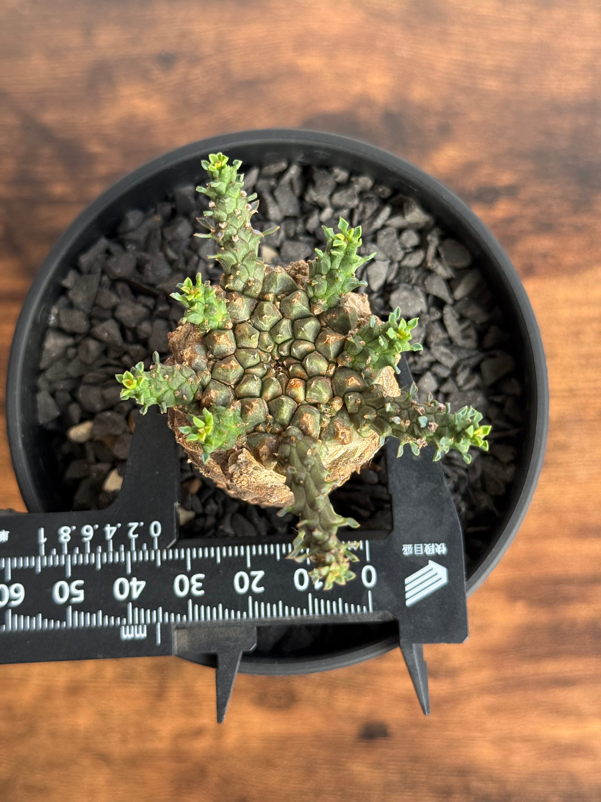 【発根済】ユーフォルビア・ガトベルゲンシス 鷲卵丸 C6