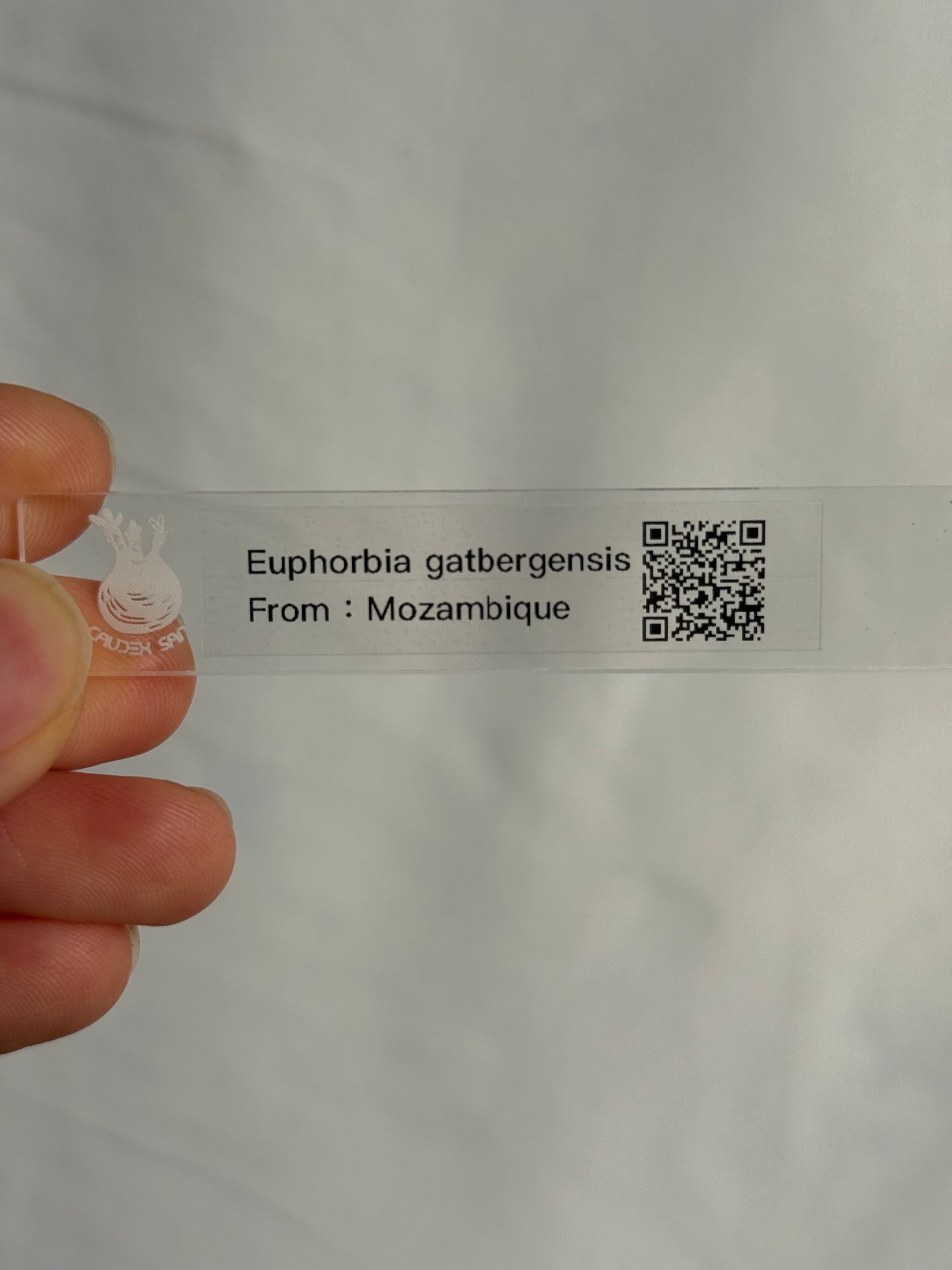 【発根済】ユーフォルビア・ガトベルゲンシス 鷲卵丸 C10