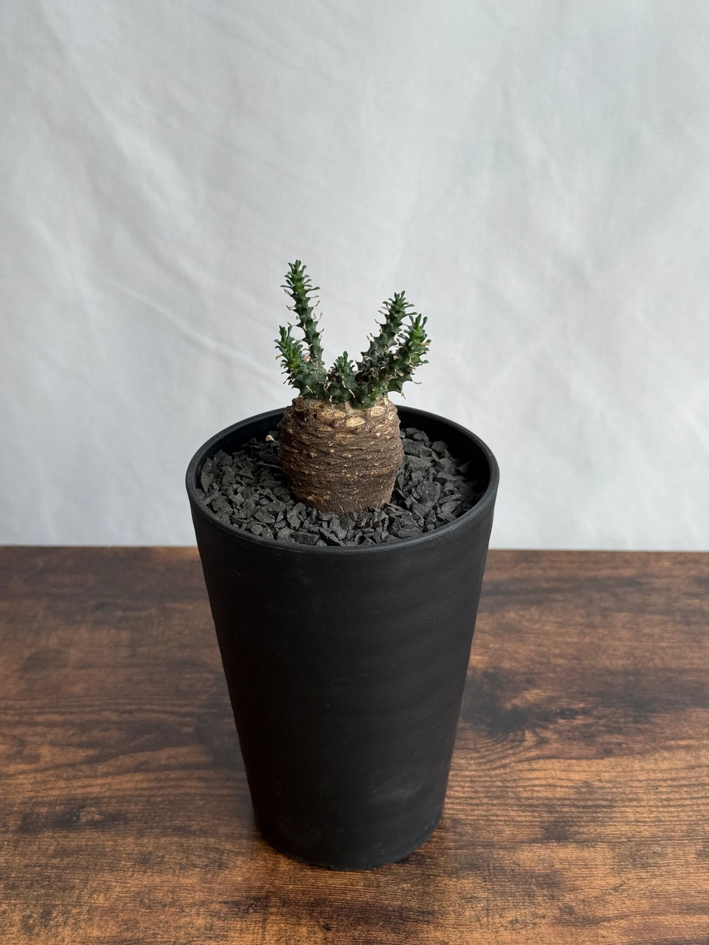 【発根済】ユーフォルビア・ガトベルゲンシス 鷲卵丸 C5