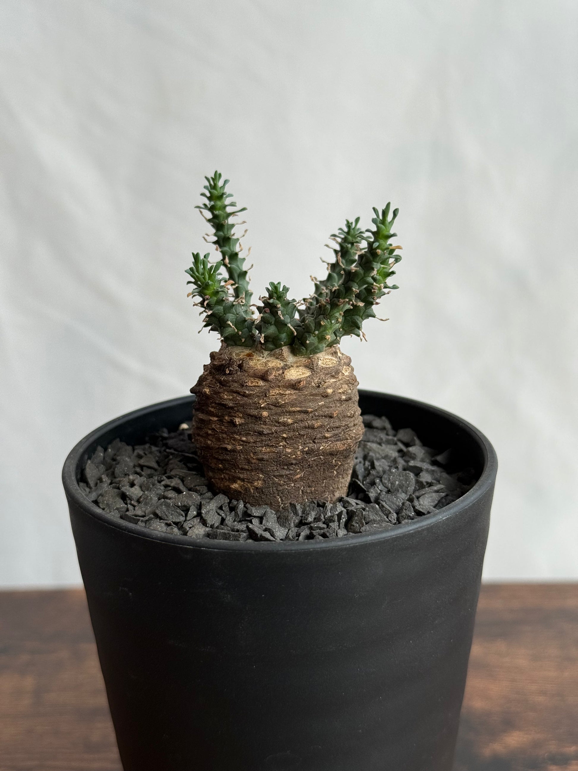 【発根済】ユーフォルビア・ガトベルゲンシス 鷲卵丸 C5