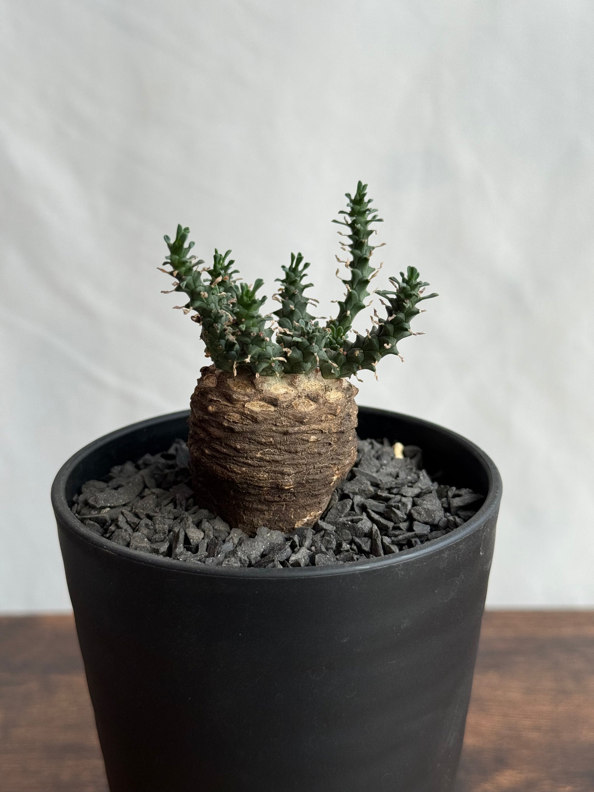 【発根済】ユーフォルビア・ガトベルゲンシス 鷲卵丸 C5