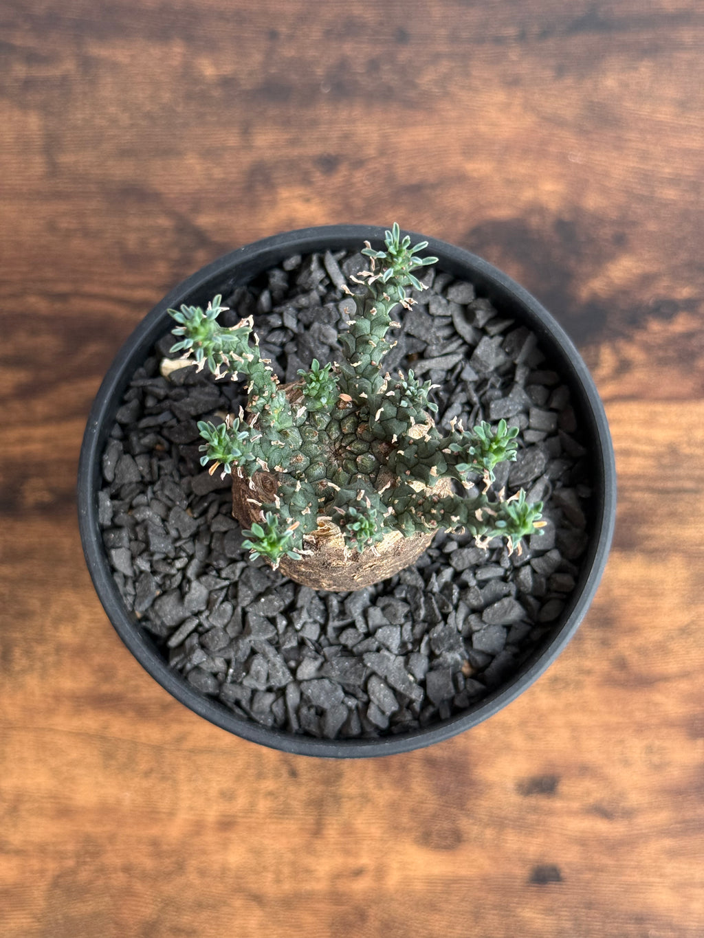 【発根済】ユーフォルビア・ガトベルゲンシス 鷲卵丸 C5