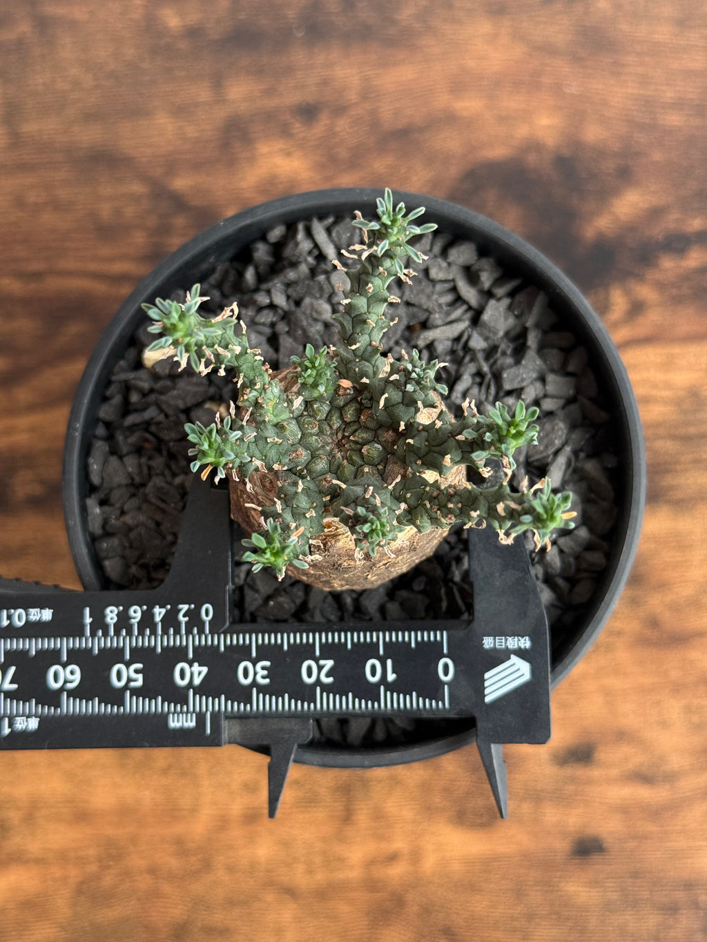 【発根済】ユーフォルビア・ガトベルゲンシス 鷲卵丸 C5