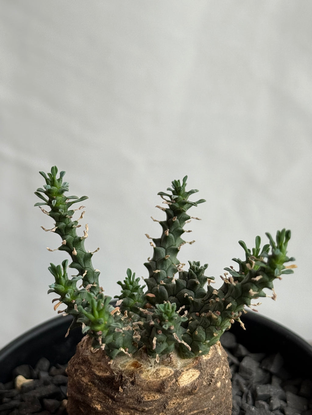 【発根済】ユーフォルビア・ガトベルゲンシス 鷲卵丸 C5