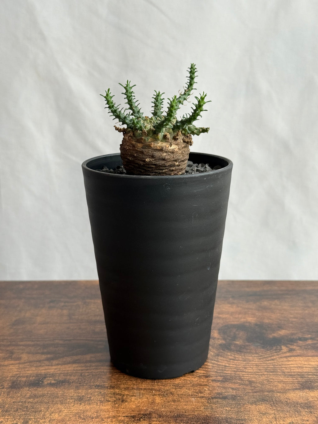 【発根済】ユーフォルビア・ガトベルゲンシス 鷲卵丸 C4