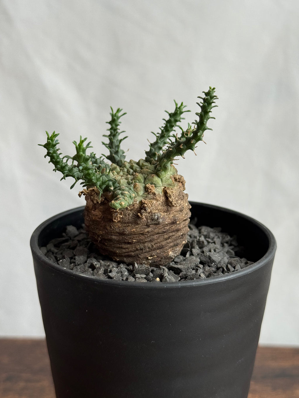 【発根済】ユーフォルビア・ガトベルゲンシス 鷲卵丸 C4