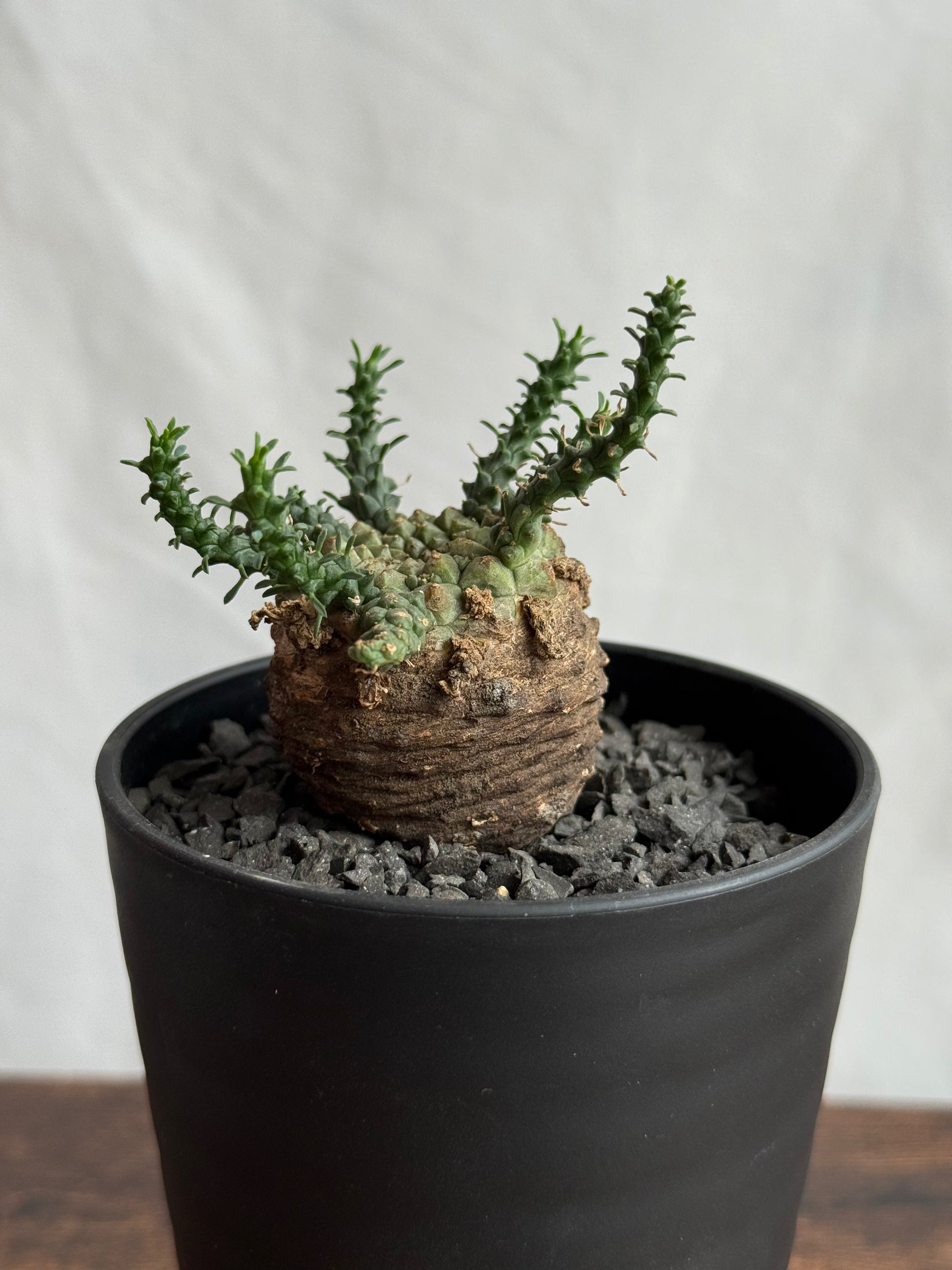 【発根済】ユーフォルビア・ガトベルゲンシス 鷲卵丸 C4