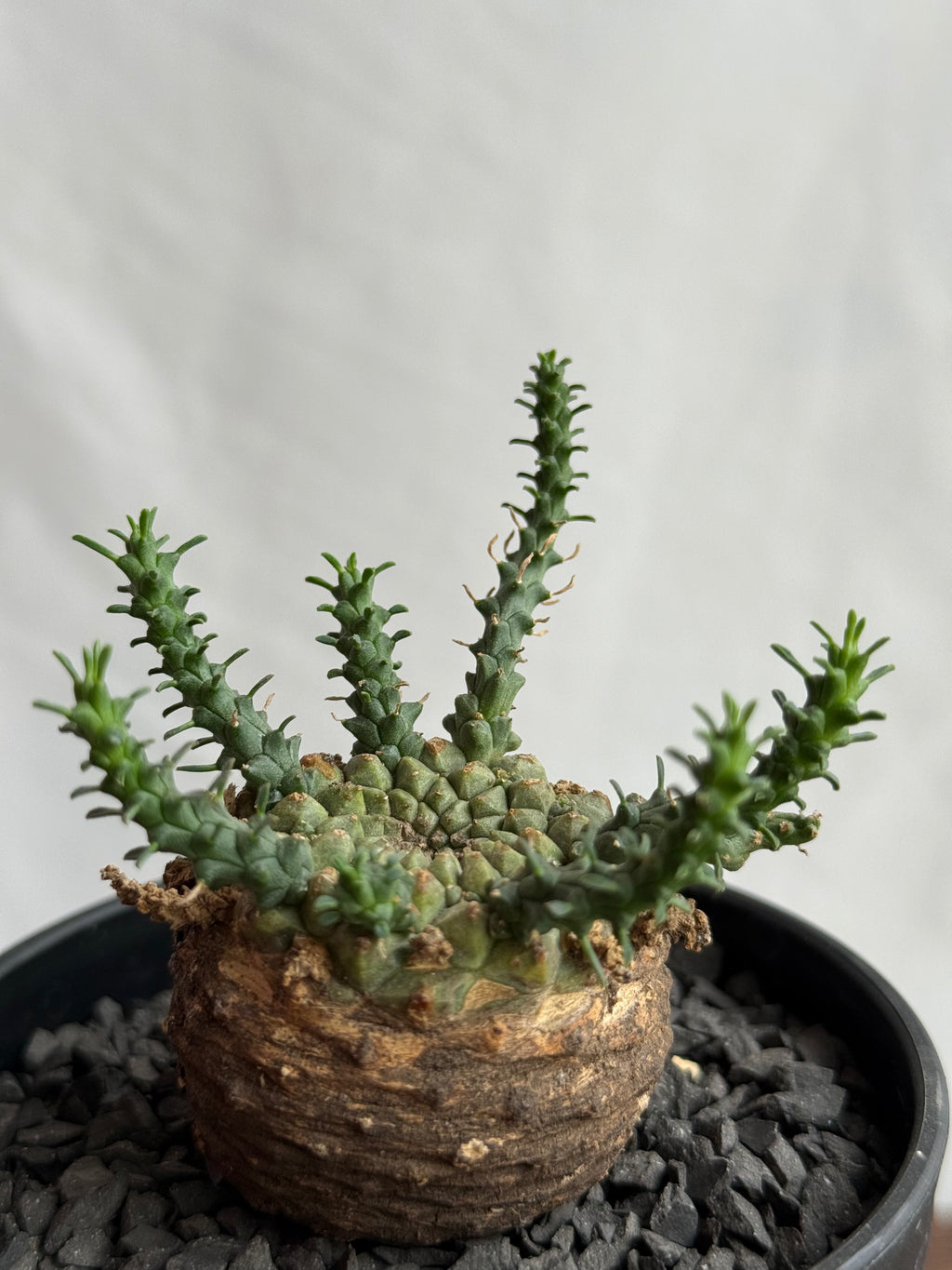 【発根済】ユーフォルビア・ガトベルゲンシス 鷲卵丸 C4