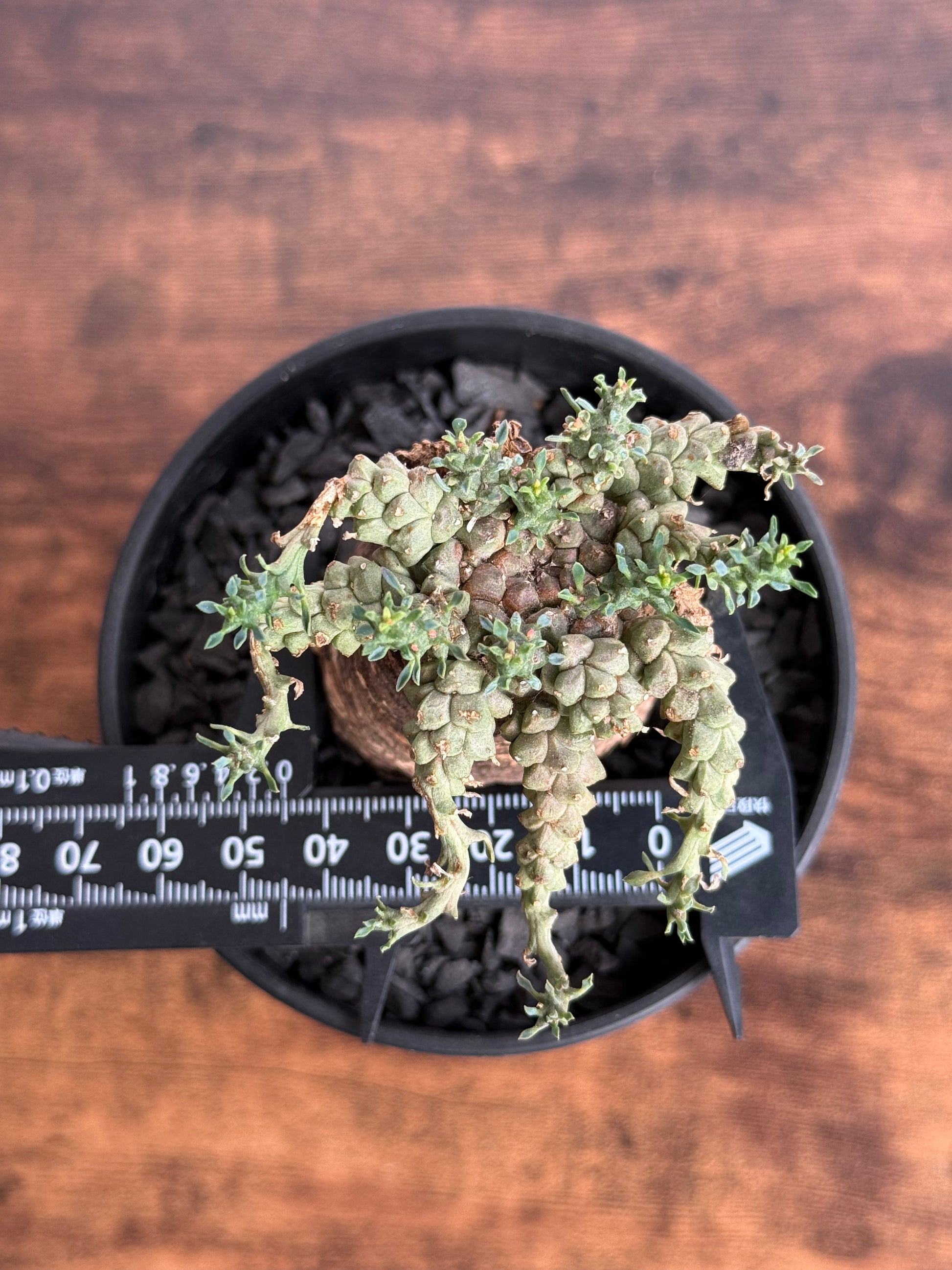 【発根済】ユーフォルビア・ガトベルゲンシス 鷲卵丸 C7