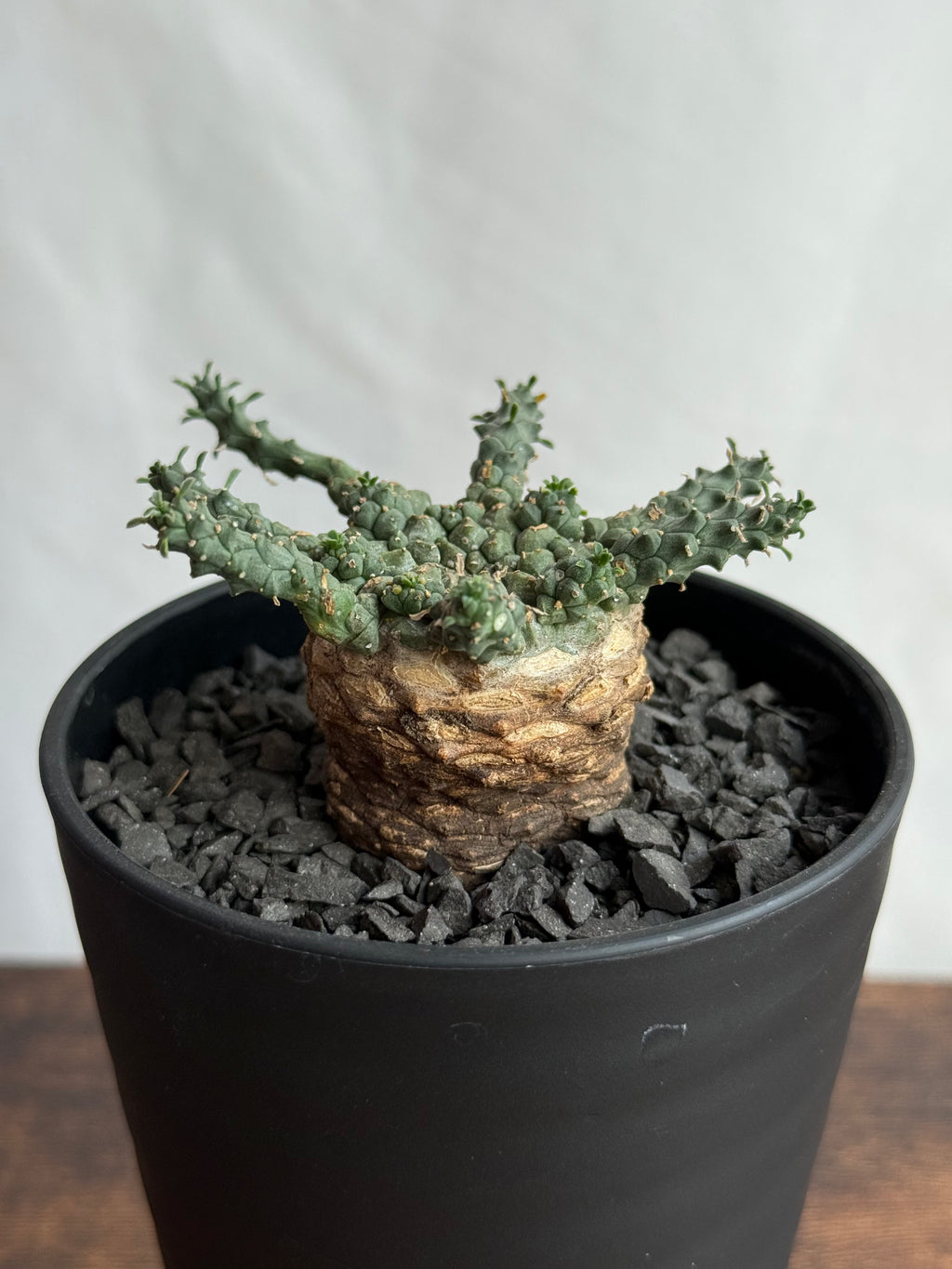 【発根済】ユーフォルビア・ガトベルゲンシス 鷲卵丸 C8