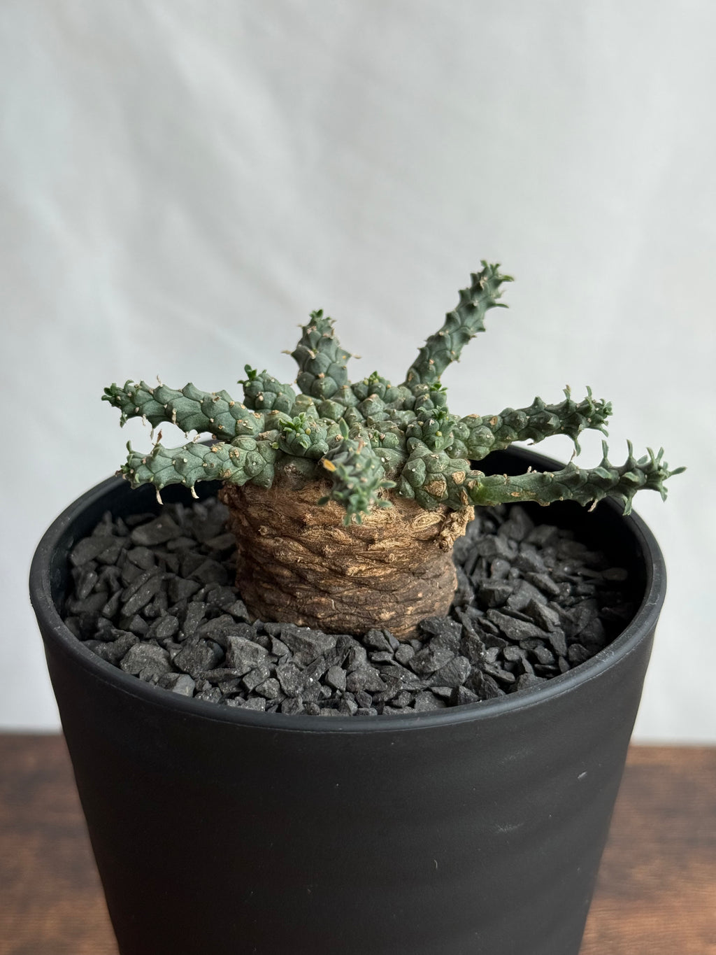 【発根済】ユーフォルビア・ガトベルゲンシス 鷲卵丸 C8