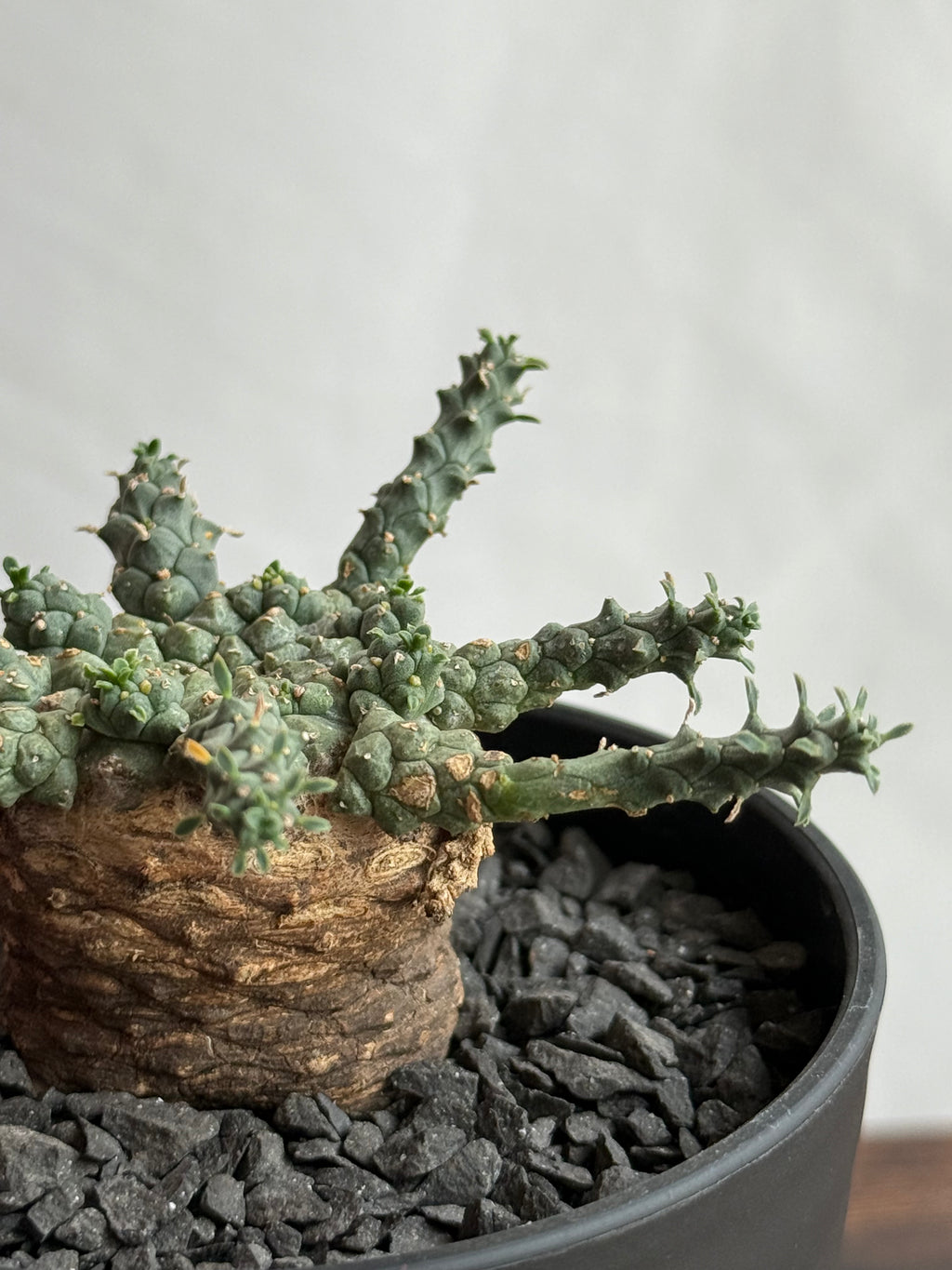 【発根済】ユーフォルビア・ガトベルゲンシス 鷲卵丸 C8