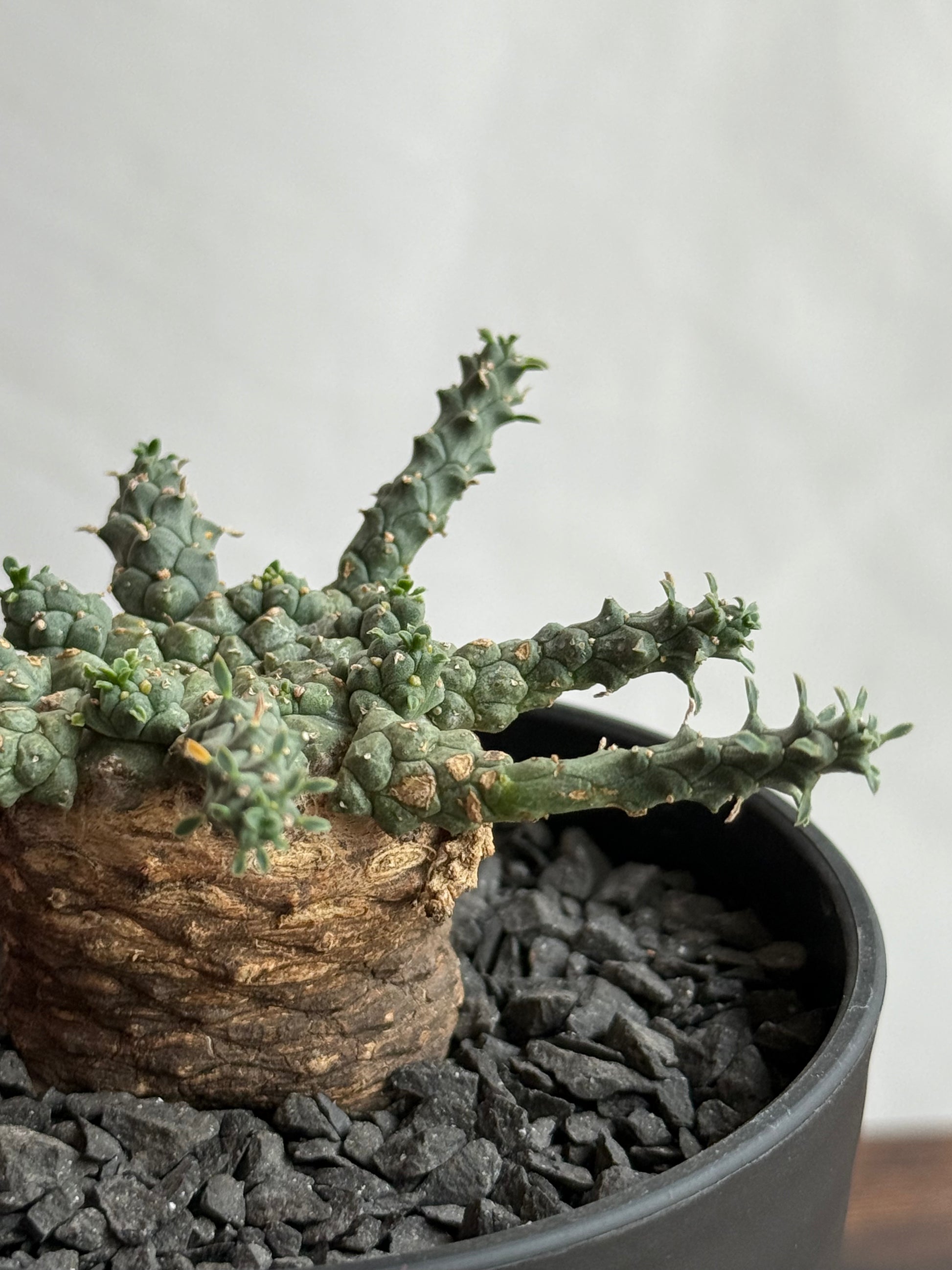 【発根済】ユーフォルビア・ガトベルゲンシス 鷲卵丸 C8