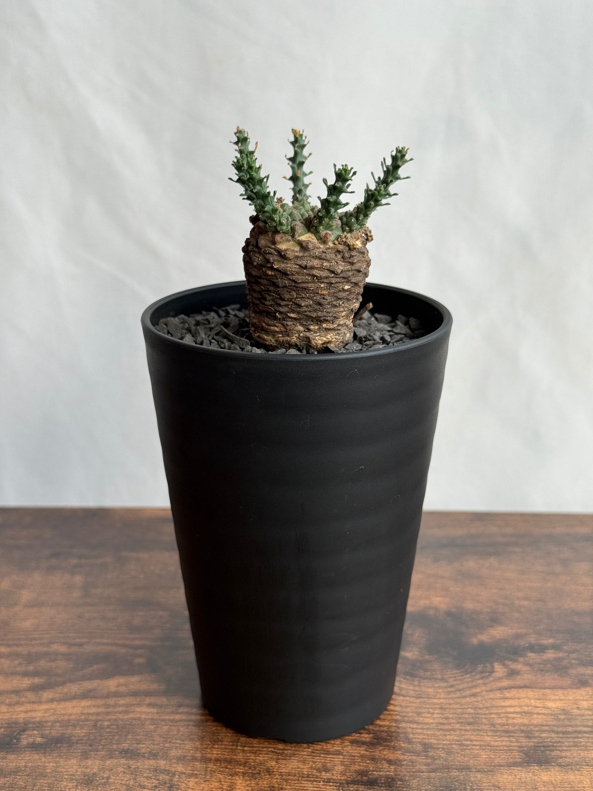 【発根済】ユーフォルビア・ガトベルゲンシス 鷲卵丸 C9