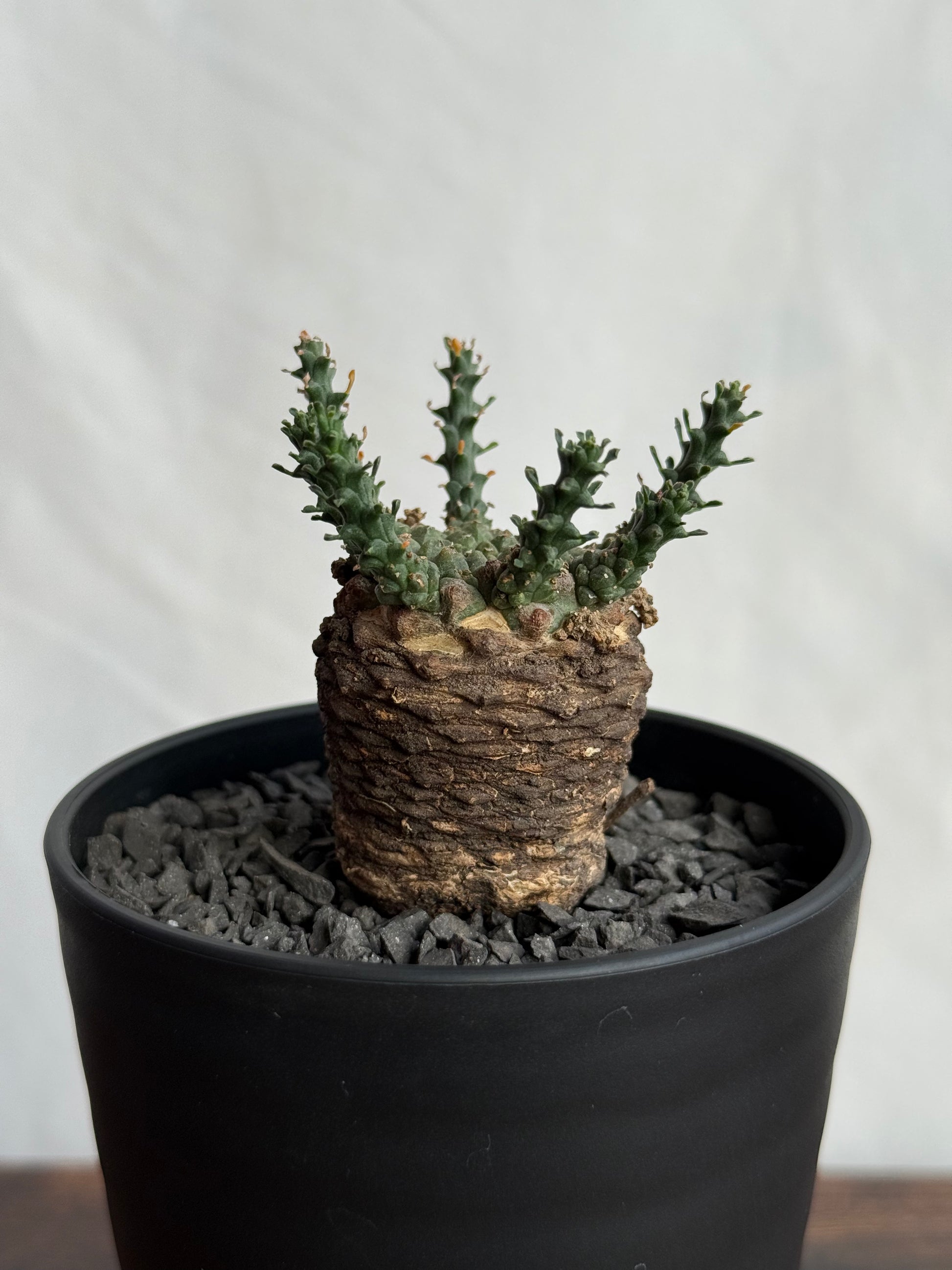 【発根済】ユーフォルビア・ガトベルゲンシス 鷲卵丸 C9