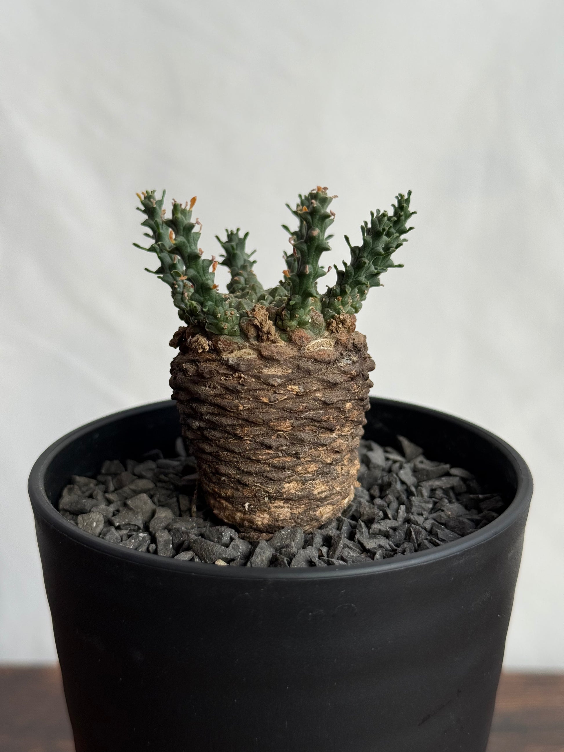 【発根済】ユーフォルビア・ガトベルゲンシス 鷲卵丸 C9