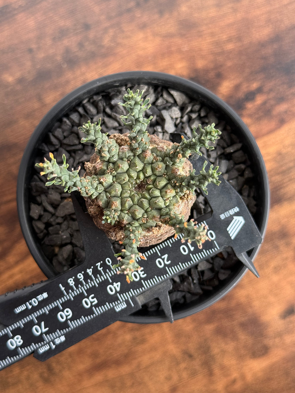 【発根済】ユーフォルビア・ガトベルゲンシス 鷲卵丸 C9