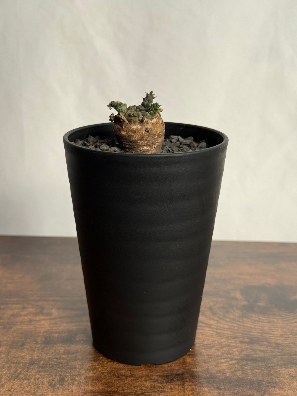 【発根済】ユーフォルビア・ガトベルゲンシス 鷲卵丸 C10