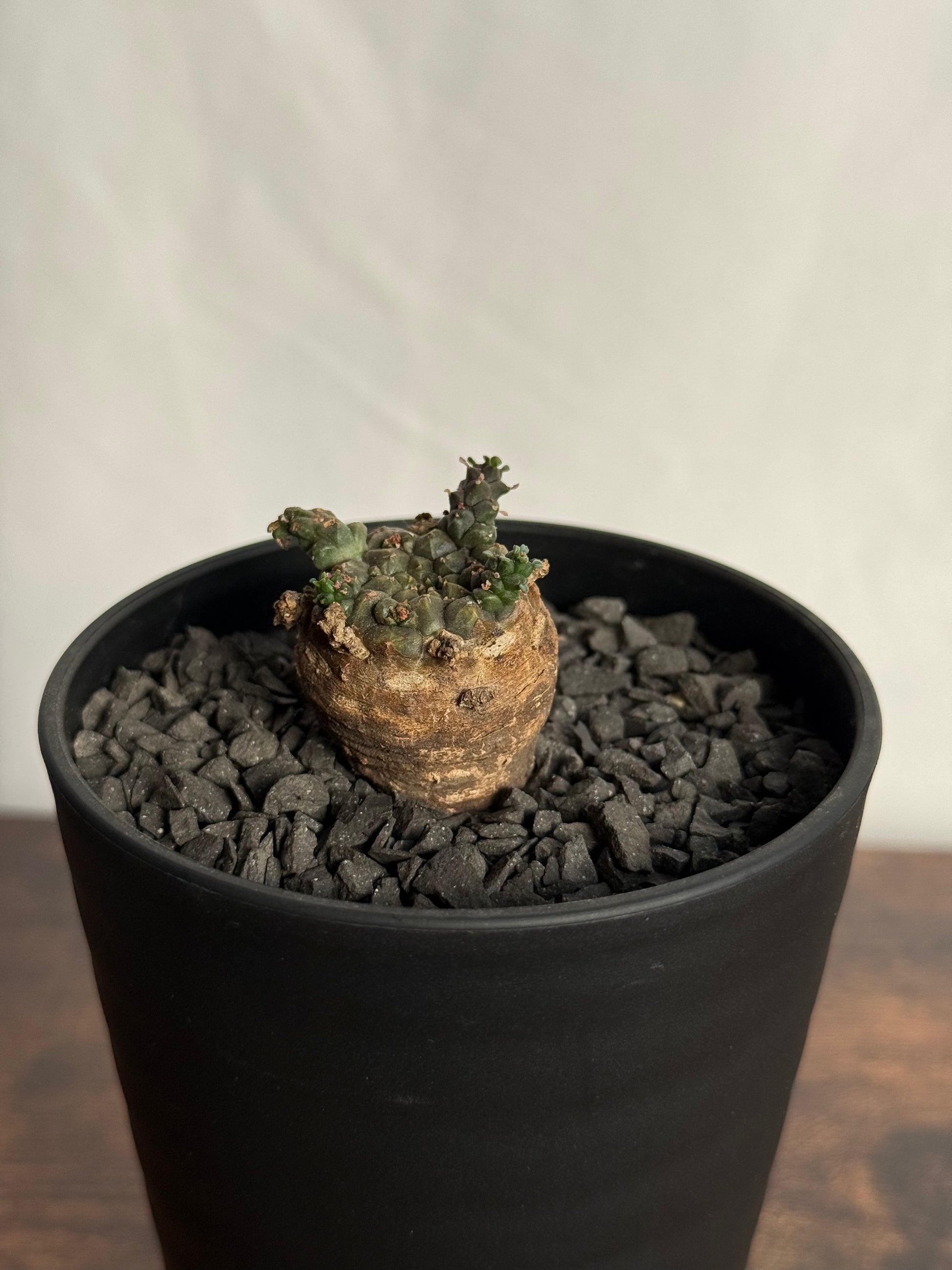 【発根済】ユーフォルビア・ガトベルゲンシス 鷲卵丸 C10