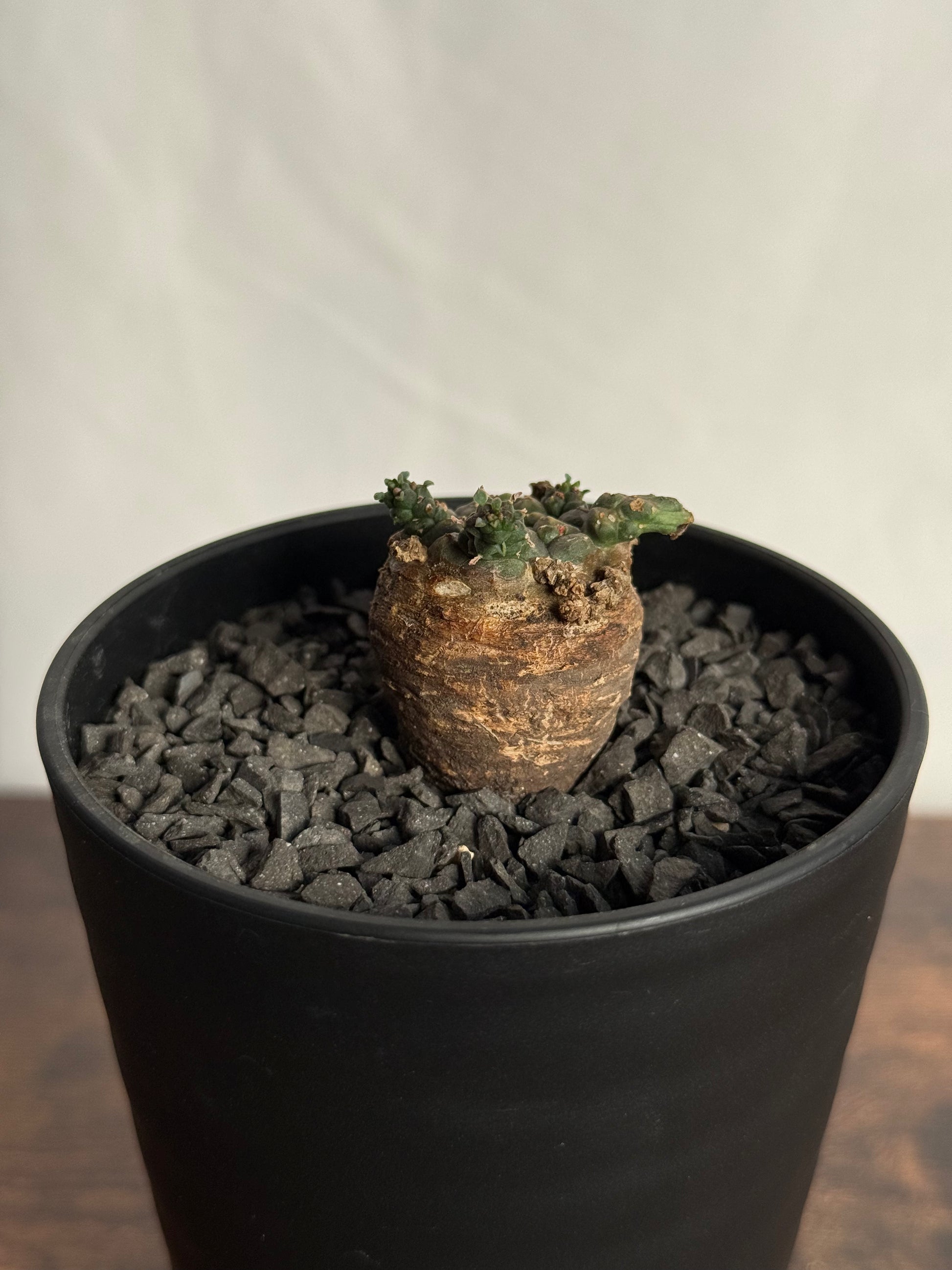 【発根済】ユーフォルビア・ガトベルゲンシス 鷲卵丸 C10