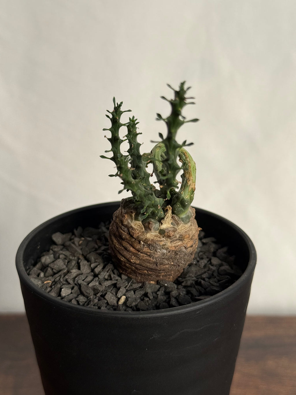 【発根済】ユーフォルビア・ガトベルゲンシス 鷲卵丸 C11