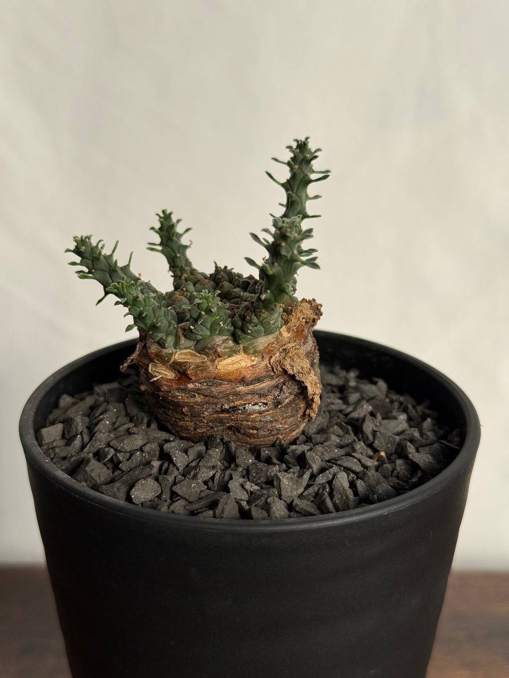 【発根済】ユーフォルビア・ガトベルゲンシス 鷲卵丸 C12