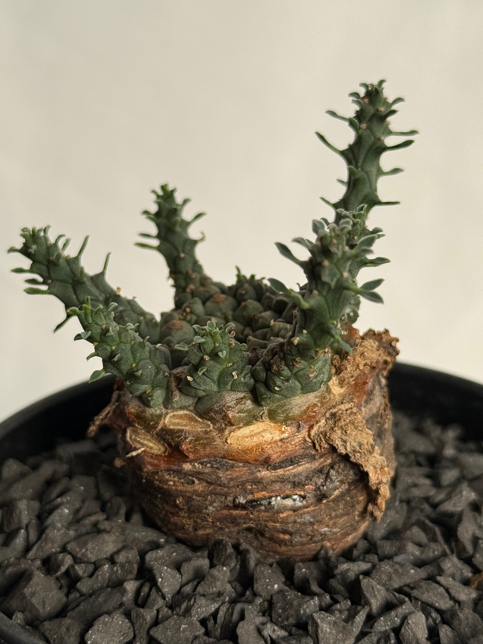 【発根済】ユーフォルビア・ガトベルゲンシス 鷲卵丸 C12