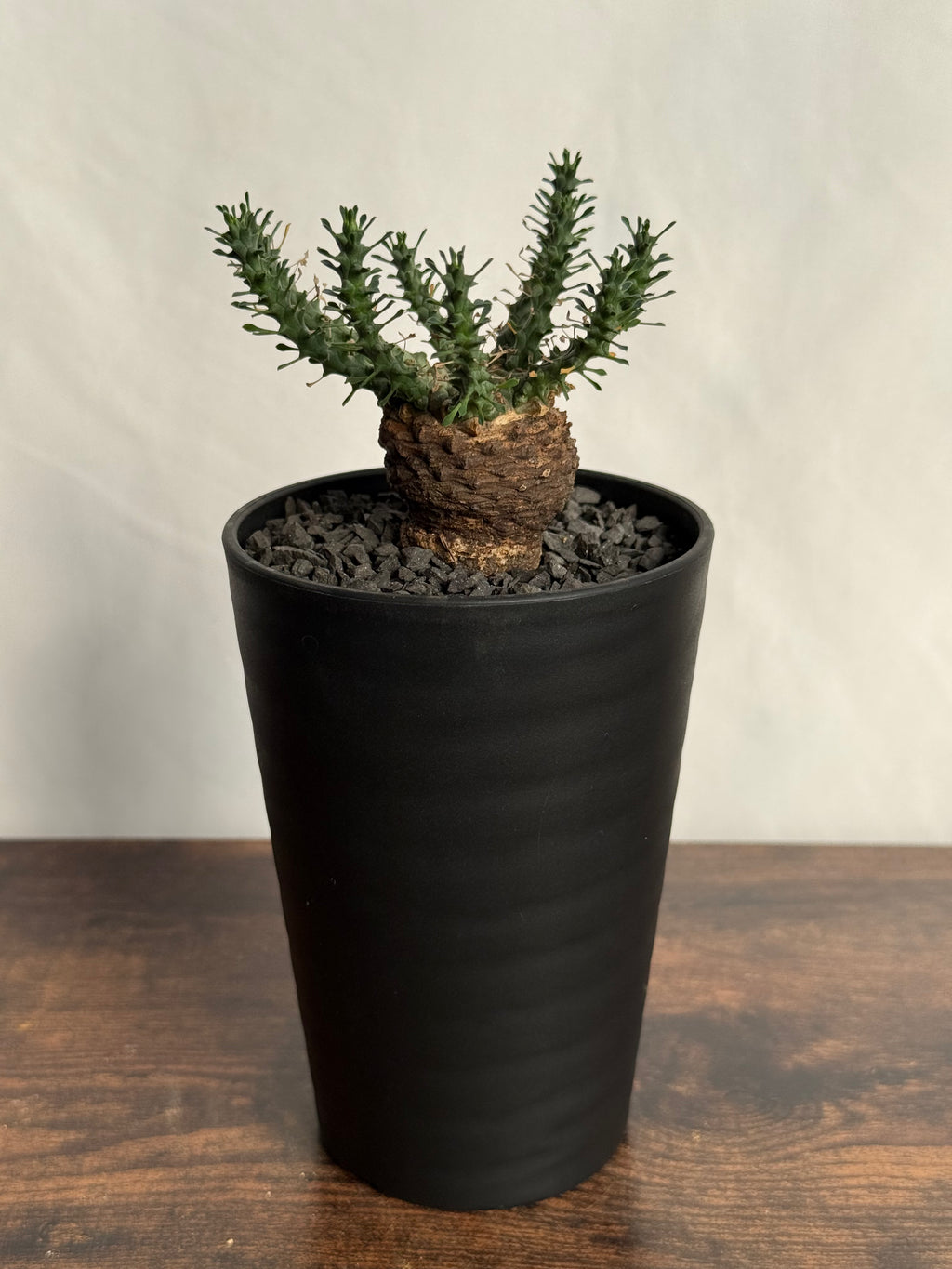 【発根済】ユーフォルビア・ガトベルゲンシス 鷲卵丸 C13