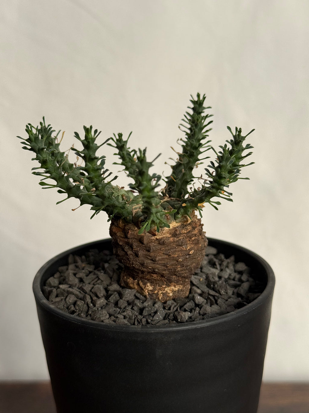 【発根済】ユーフォルビア・ガトベルゲンシス 鷲卵丸 C13