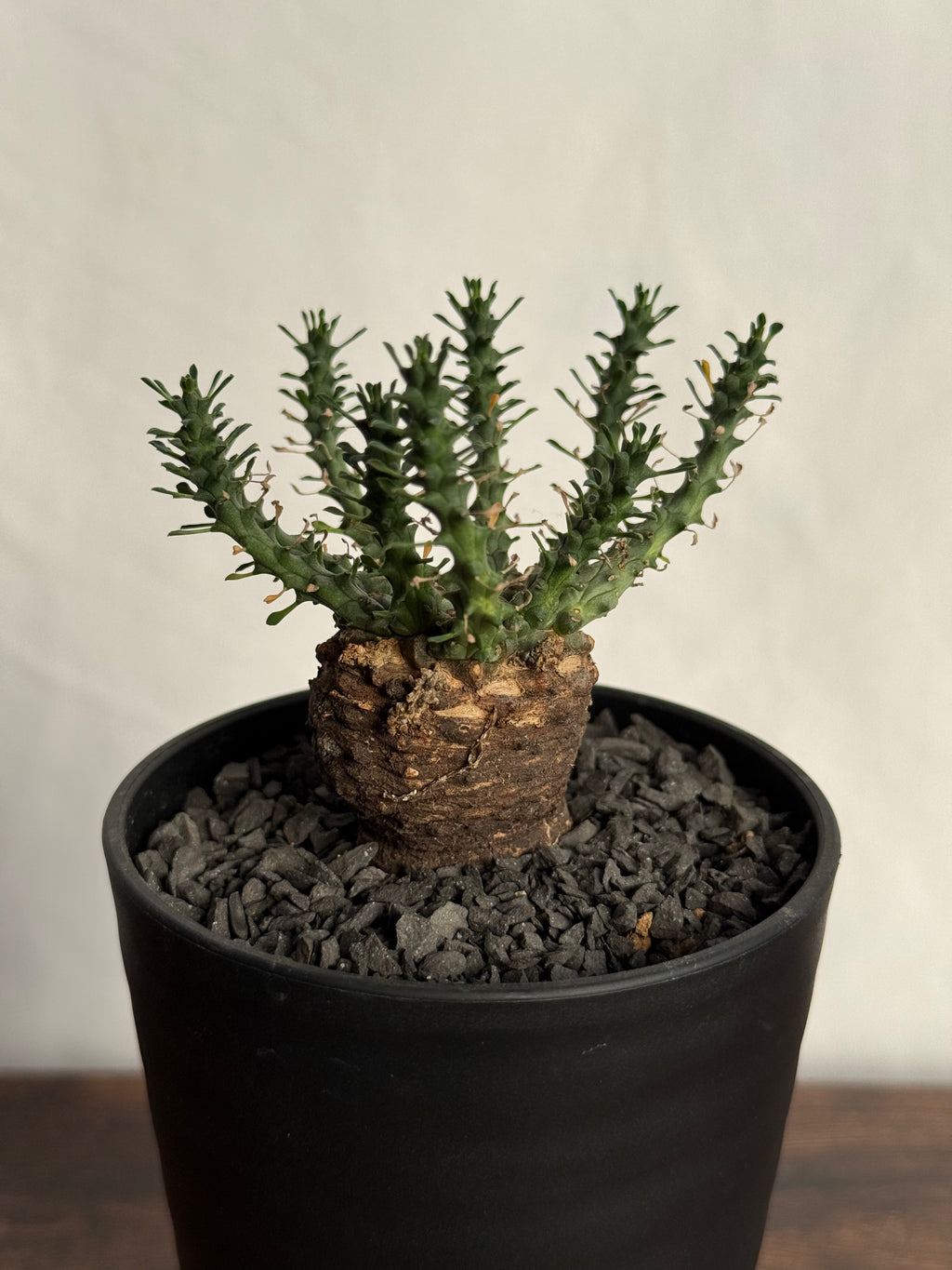 【発根済】ユーフォルビア・ガトベルゲンシス 鷲卵丸 C13