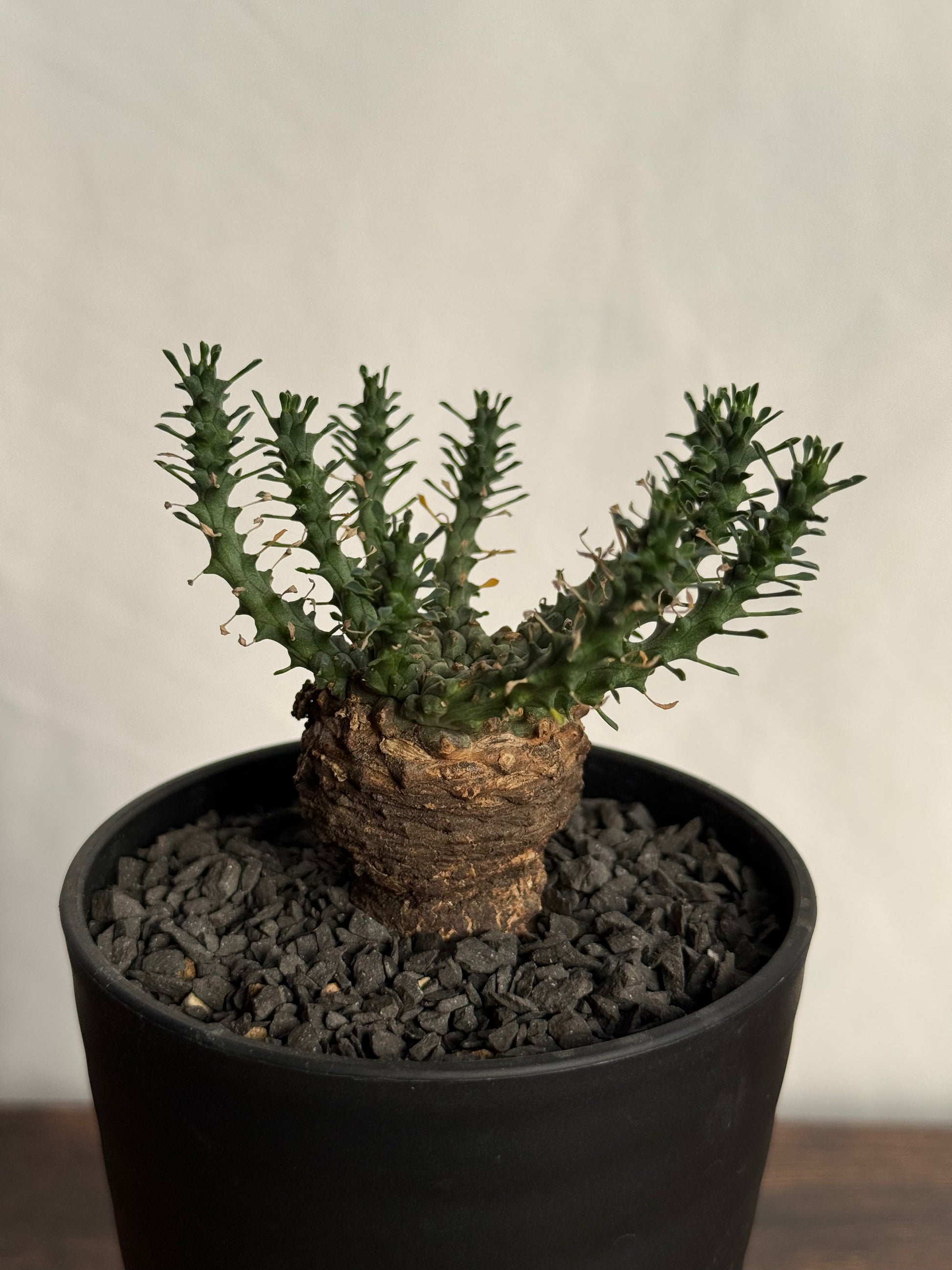 【発根済】ユーフォルビア・ガトベルゲンシス 鷲卵丸 C13