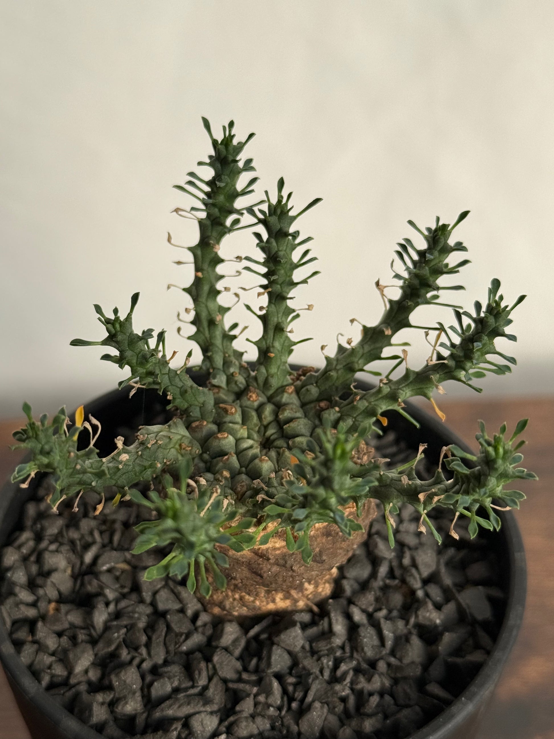 【発根済】ユーフォルビア・ガトベルゲンシス 鷲卵丸 C13