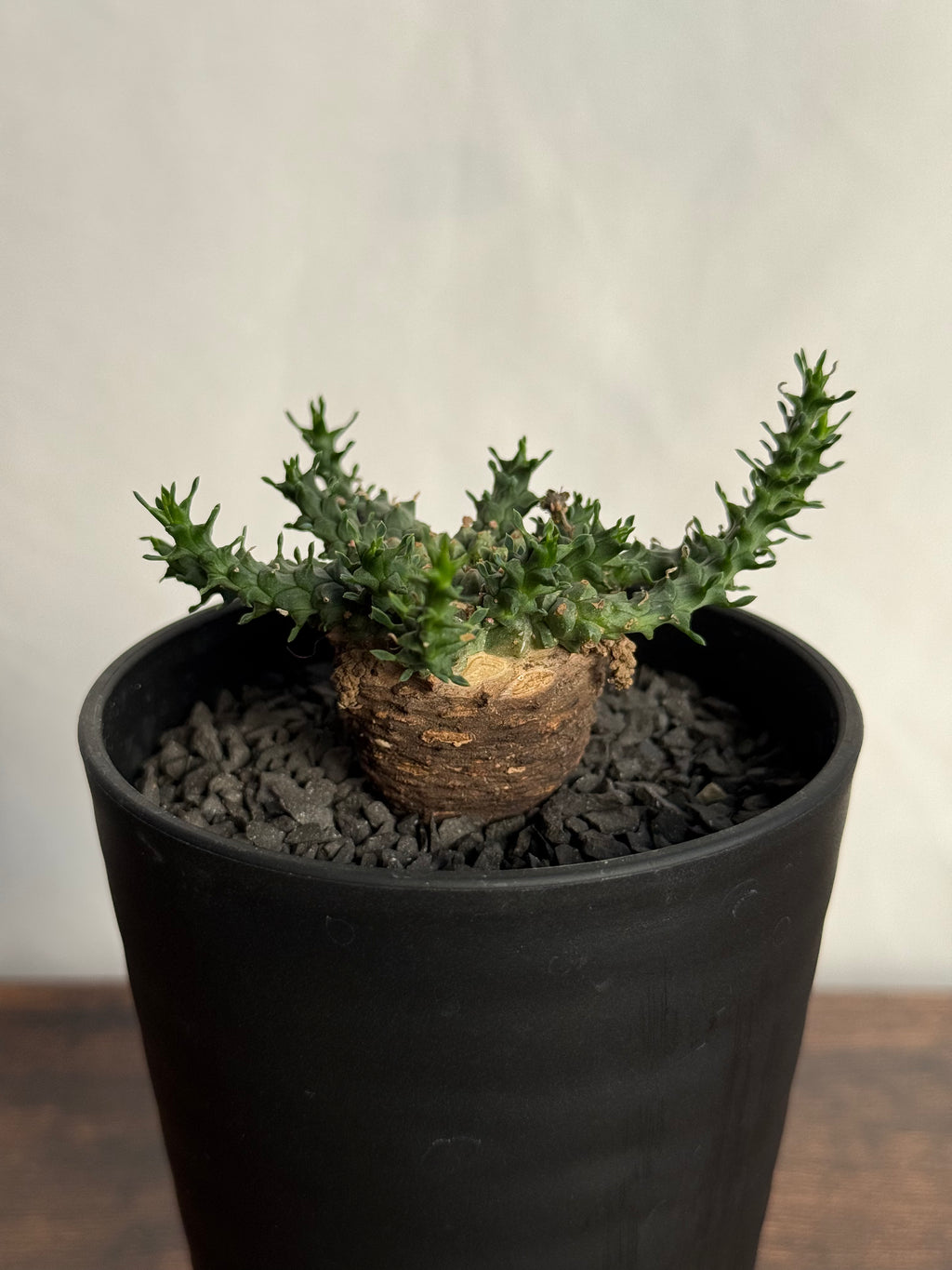 【発根済】ユーフォルビア・ガトベルゲンシス 鷲卵丸 C14