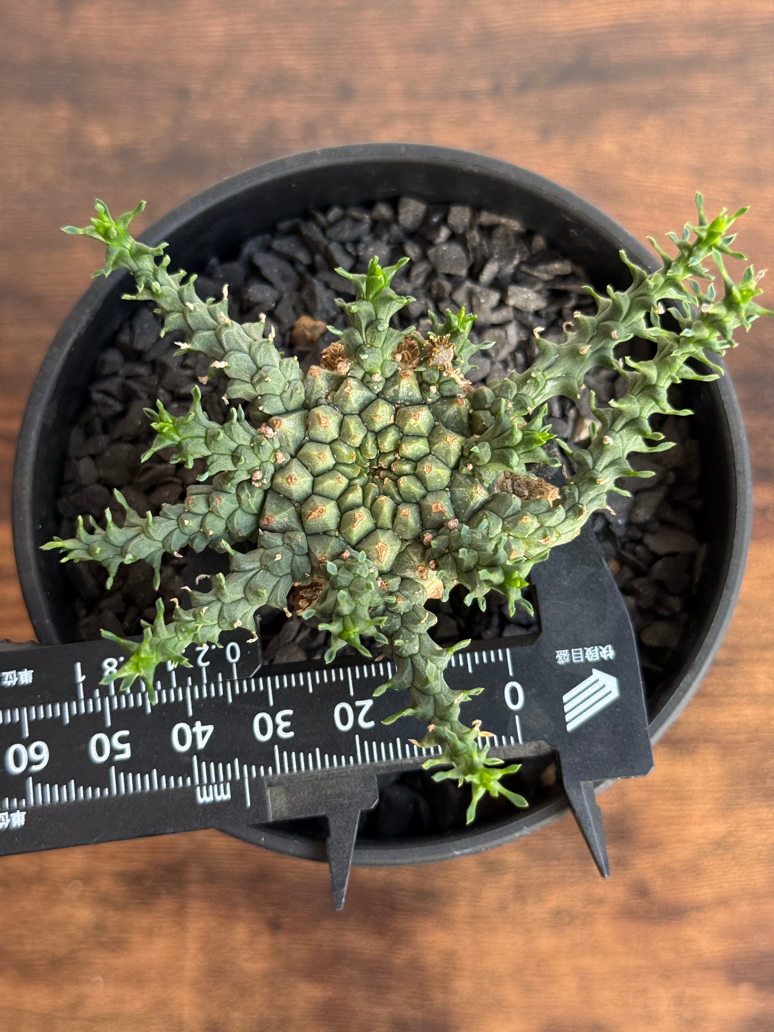 ユーフォルビア　ガトベルゲンシス 現地球　発根株（鉢付き） Yahoo!オークション 3202 「多肉植物」ユーフォルビア ガトベルゲン