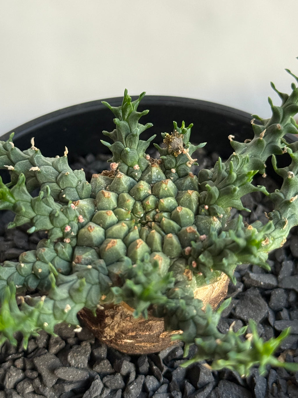 【発根済】ユーフォルビア・ガトベルゲンシス 鷲卵丸 C14