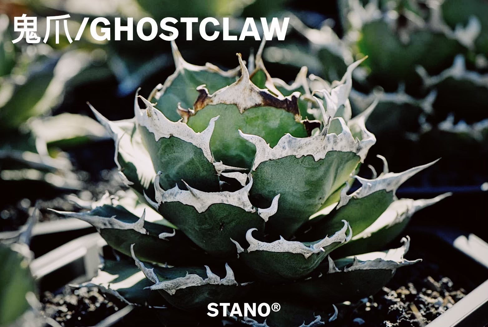 AGAVE｜アガベ・龍舌蘭 – Caudexsan