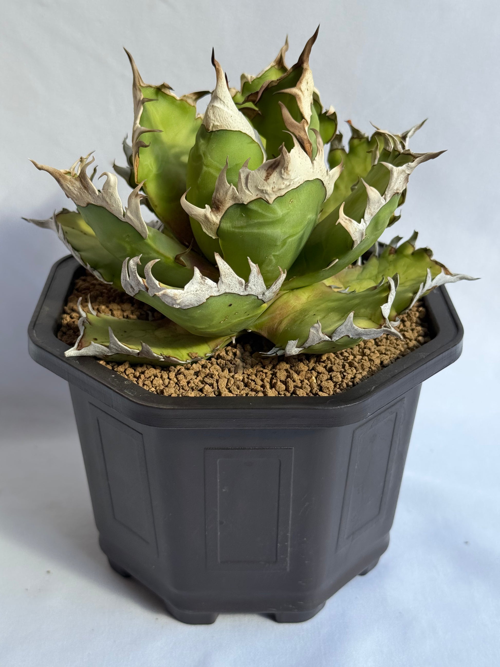 【Stano.Lab】<br>アガベ チタノタ<br> 'レッド　キャッツ' GT-15