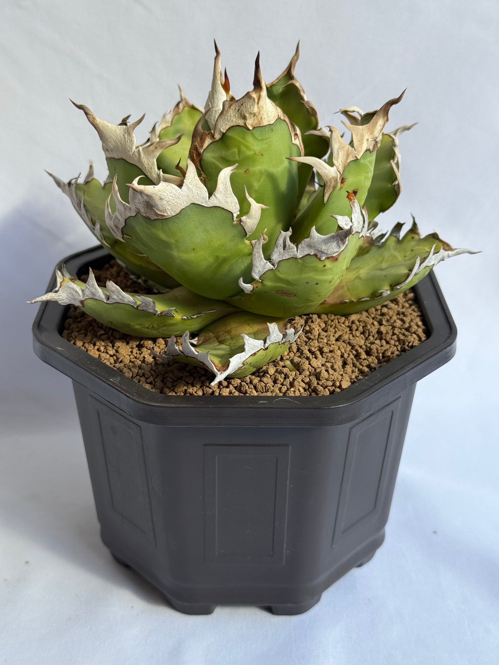 【Stano.Lab】<br>アガベ チタノタ<br> 'レッド　キャッツ' GT-15