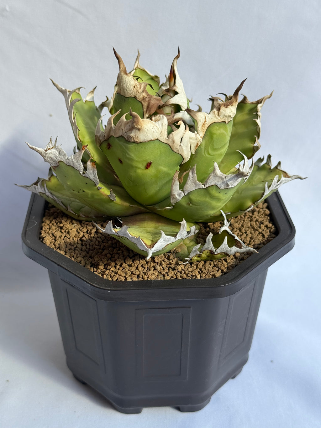 【Stano.Lab】<br>アガベ チタノタ<br> 'レッド　キャッツ' GT-15