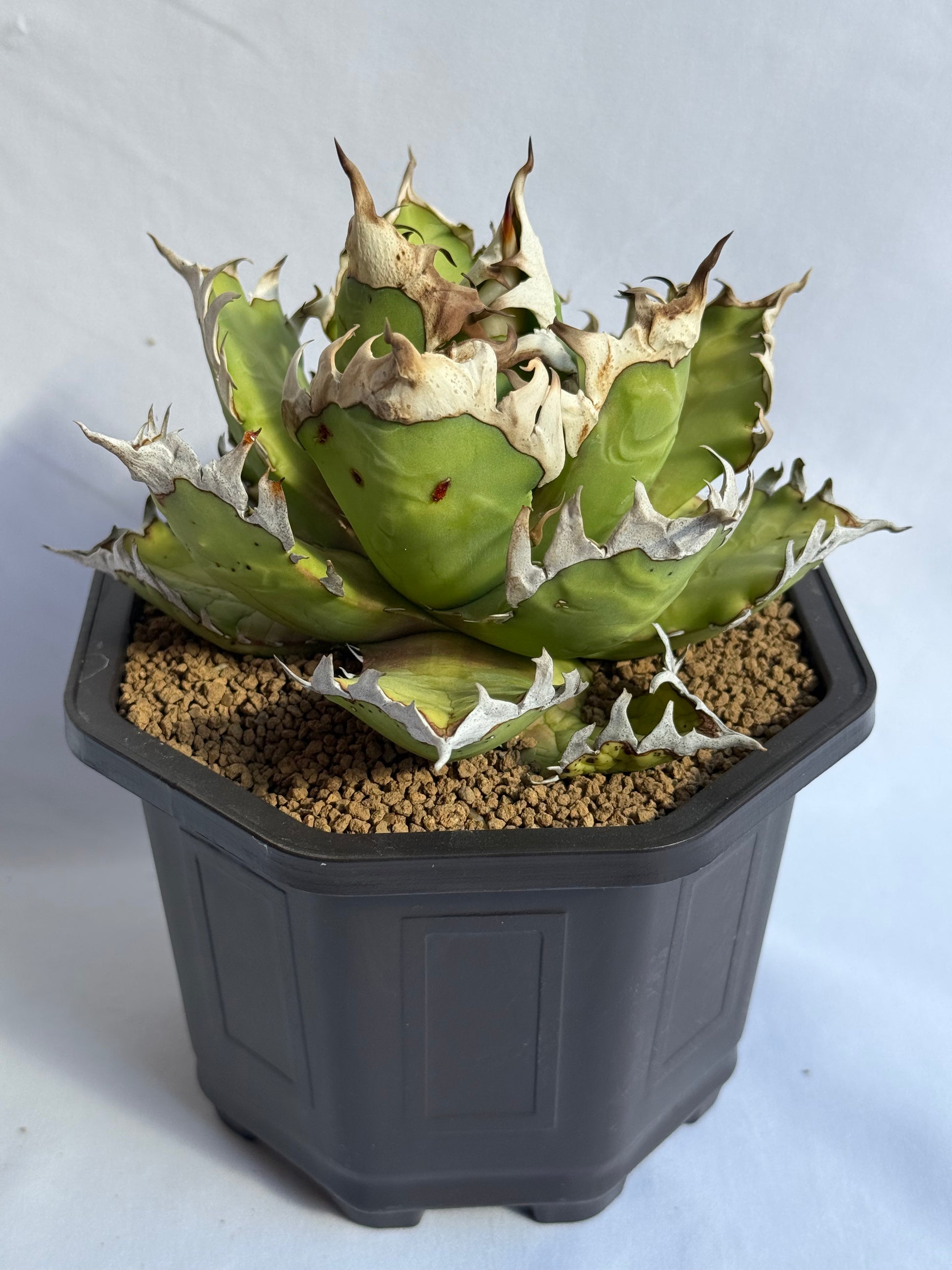 【Stano.Lab】<br>アガベ チタノタ<br> 'レッド　キャッツ' GT-15