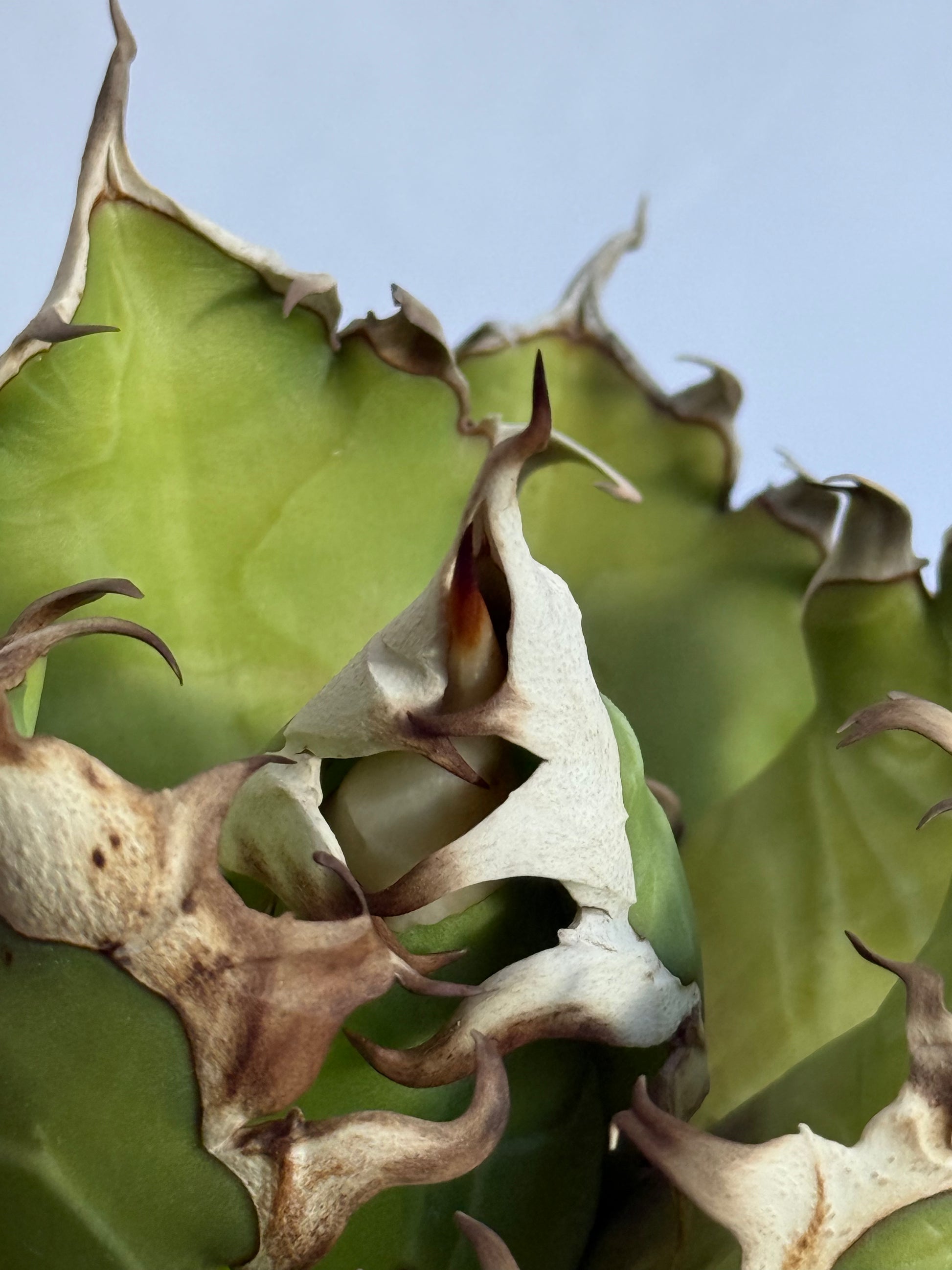 【Stano.Lab】<br>アガベ チタノタ<br> 'レッド　キャッツ' GT-15