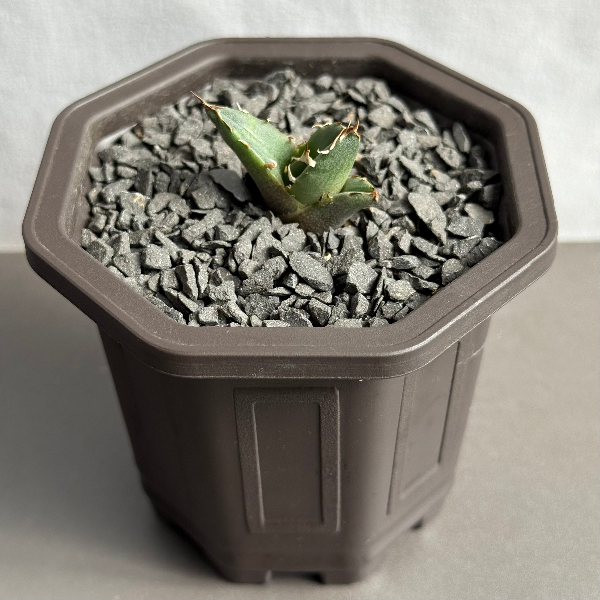 AGAVE｜アガベ・龍舌蘭 – Caudexsan