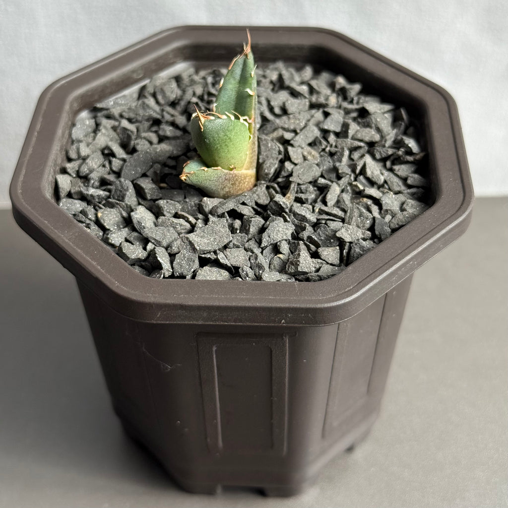 【CAUDEXSAN】<br>アガベ チタノタ '鬼爪' GT-12-1