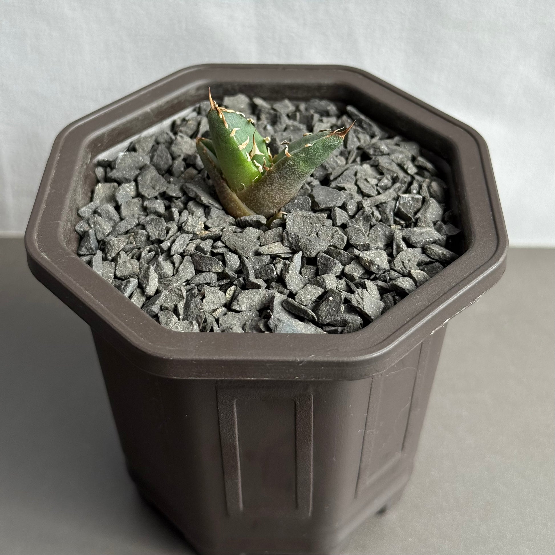 【CAUDEXSAN】<br>アガベ チタノタ '鬼爪' GT-12-1