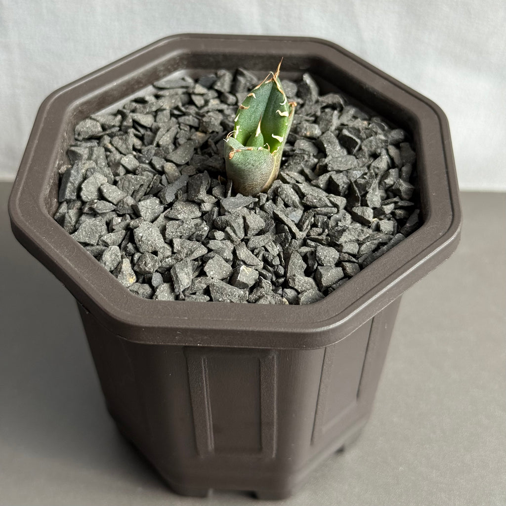 【CAUDEXSAN】<br>アガベ チタノタ '鬼爪' GT-12-1